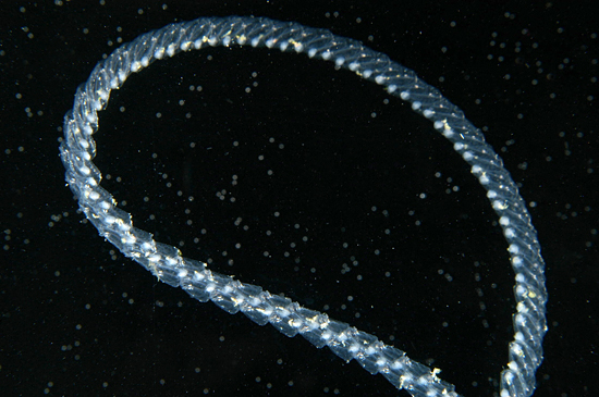 graphics-dd_Lmadin-animals-DSC_0962_115110