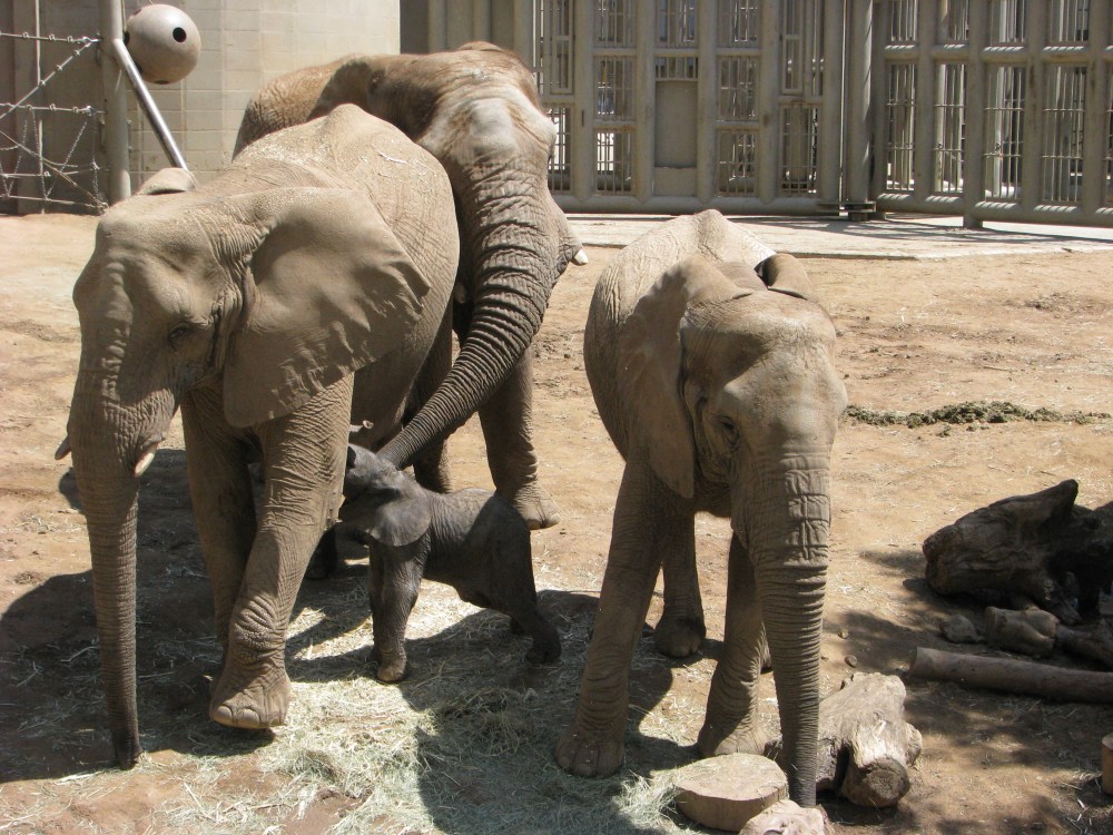 Zoo African elephants interacting. Photograph by Brian Greco.