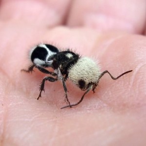 Female Panda Ant on the hand of some brave human.