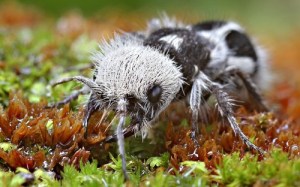 A female Panda Ant found in a garden in Santiago, Chile. Photograph by Christian Lukhaup.