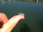 Small individual salp.