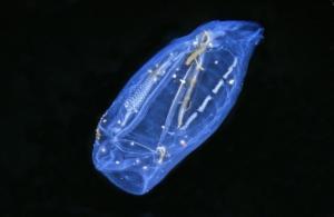 Individual salp.