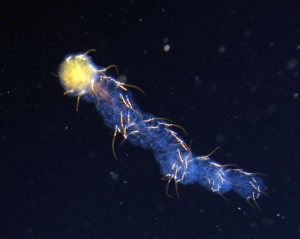Helical colony of salps.