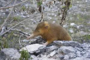 Haitian Solenodon (Solenodon paradoxus)