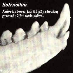 SolenodonJaw
