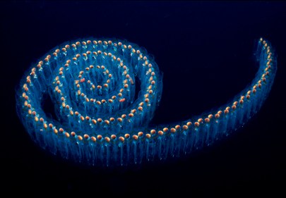 Salp chain, Pegea sp., approx. 9 miles off San Diego, California.