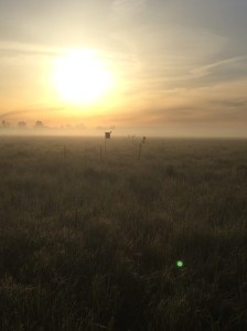 Sunrise over field site in Davis, CA