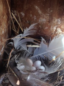 Tree Swallow nest lined with feathers