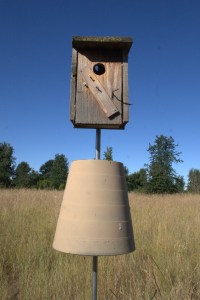 Tree Swallow nest box with 'predator guard'