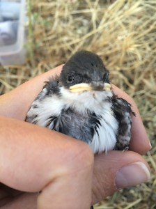 Grumpy Tree Swallow Nestling