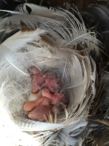 Newly hatched Tree Swallow nestlings