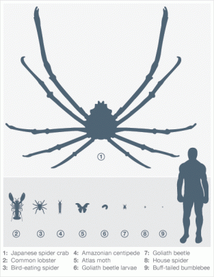 Size comparisons among various species.