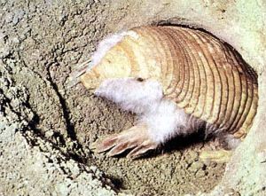 Pink Fairy Armadillo at the entrance to its burrow.