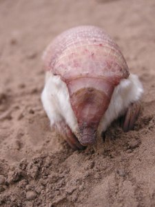 Pink Fairy Armadillo.
