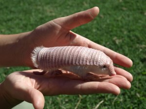 Pink Fairy Armadillo
