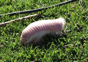 Pink Fairy Armadillo.