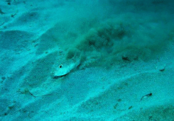 A male pufferfish building his nest.