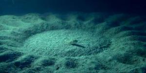 A male Torquigener Pufferfish resting in the middle of his nest.