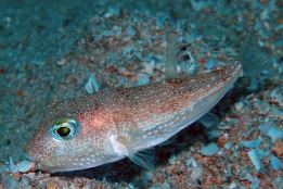 A Torquigener Pufferfish.