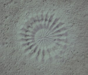 Looking directly down on a Torquigener Pufferfish nest.