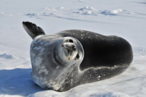 Weddell Seal basking on the ice.