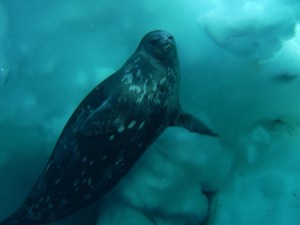 Weddell Seal under water off the coast of Antarctica.
