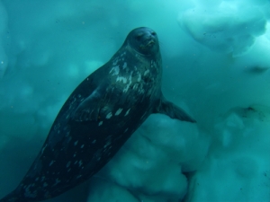 Weddell Seal under water off the coast of Antarctica.