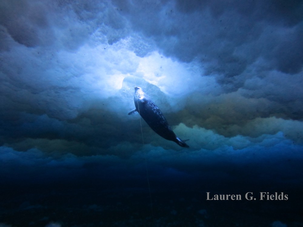 Weddell Seal surfacing from under the ice to breathe.