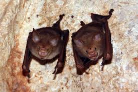 Kitti's Hog-nosed Bats hanging in a roost cave.