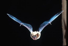 Kitti's Hog-nosed Bat in flight.