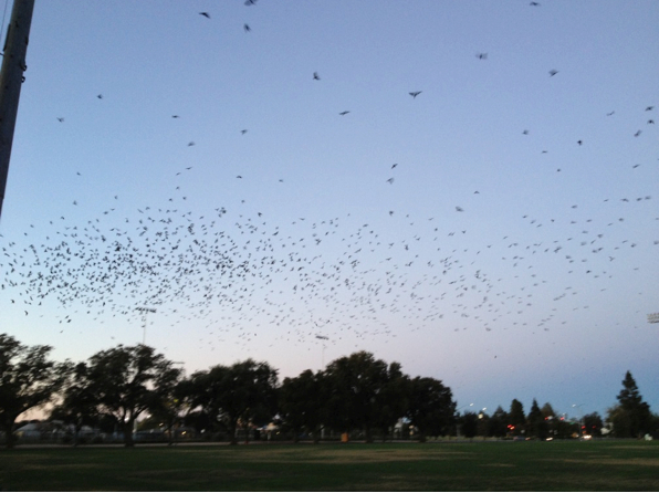 Hundreds of Crows departing from their roost in the early morning