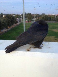 An American Crow ‘sleeping in’ a bit later than his roost-mates in the Davis roost site.