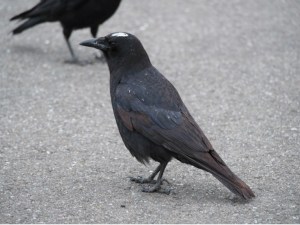 As the white-spot on the crown of this Crow’s head suggests, one of the costs of communal roosting is that you might become a target for the droppings of roost-mates. This might be a mechanism for disease transmission within the roost. 