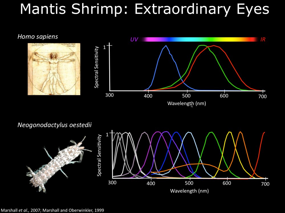 Human vs. mantis shrimp vision