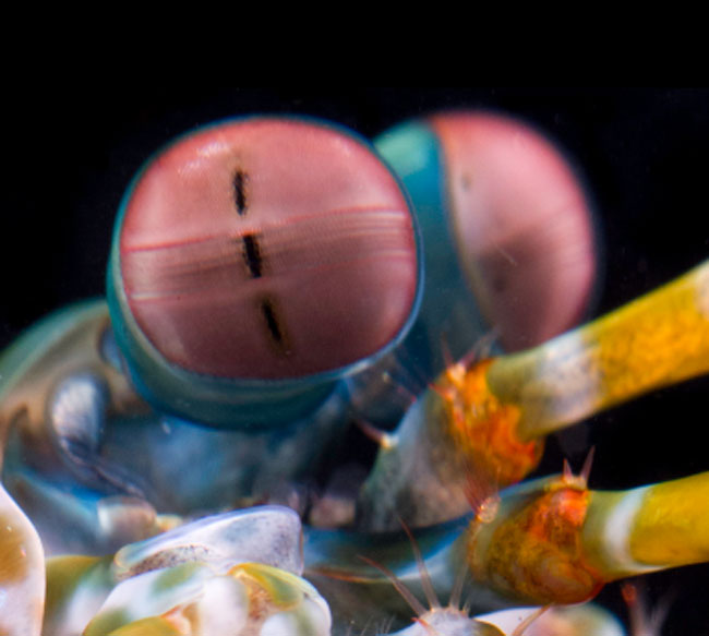 Photo credit: Michael Bok. Found via National Geographic