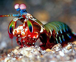 Peacock Mantis Shrimp