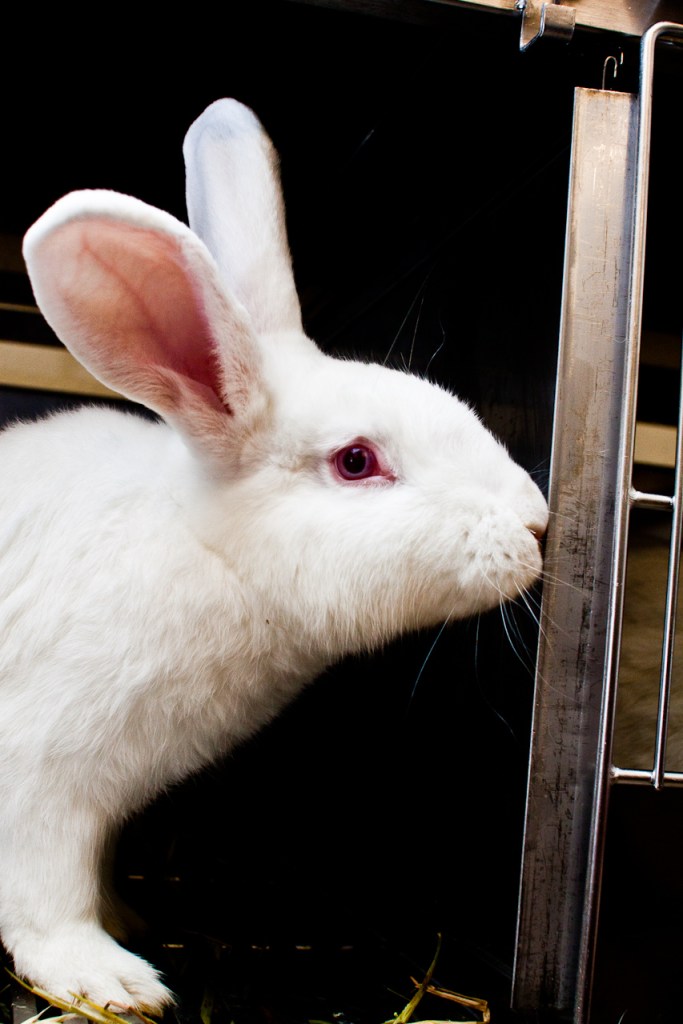 Rabbit 1