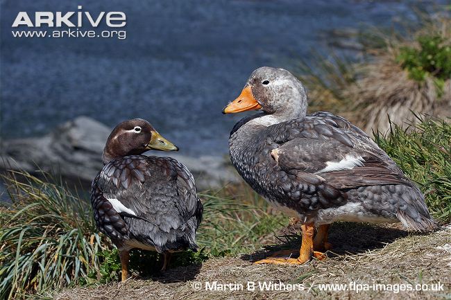 falkland-steamerducks-male-right-and-female-left