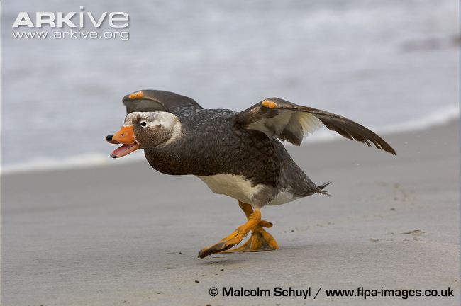 male-falkland-steamerduck-in-aggressive-posture