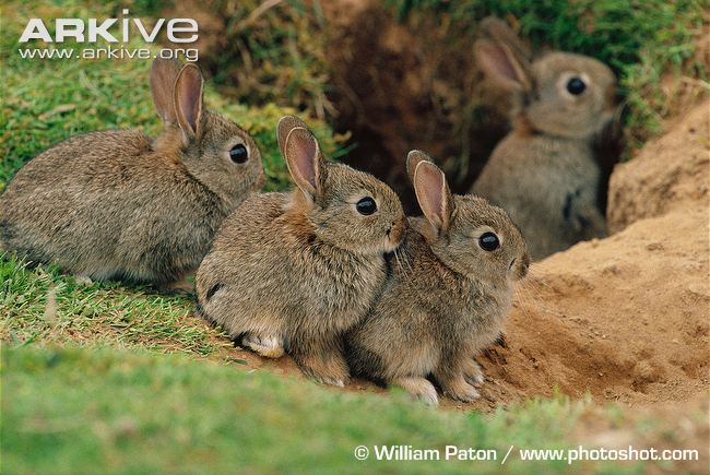 rabbit-kittens-at-burrow-entrance