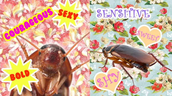 Punsify Cockroach Buggin’ Out