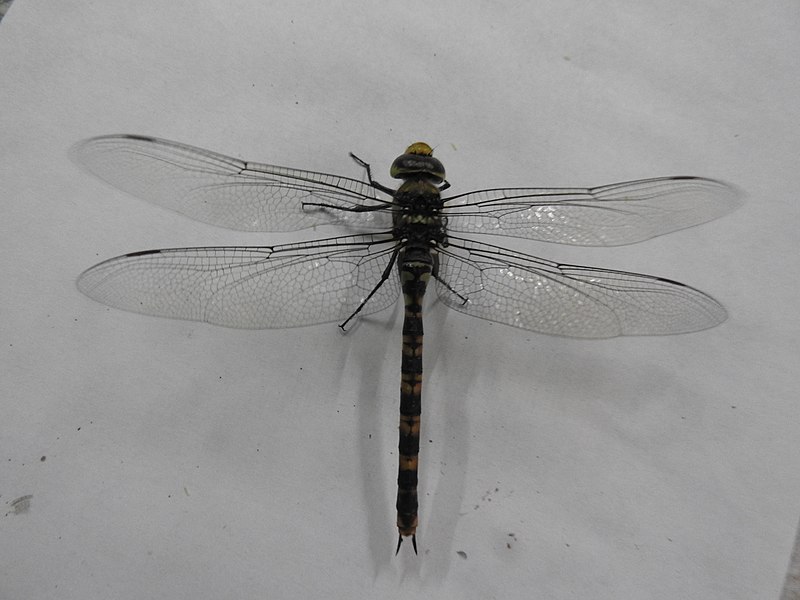 800px-Dragonfly-11-yercaud-salem-India