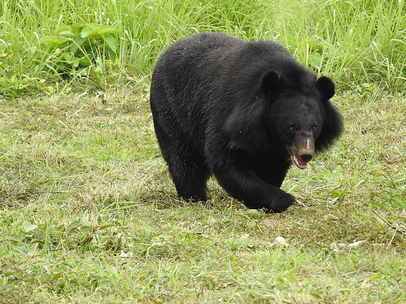 Asian_Black_Bear_Ursus_thibetanus_by_Dr._Raju_Kasambe_06