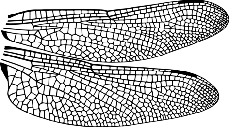 dragonfly-1658112_960_720