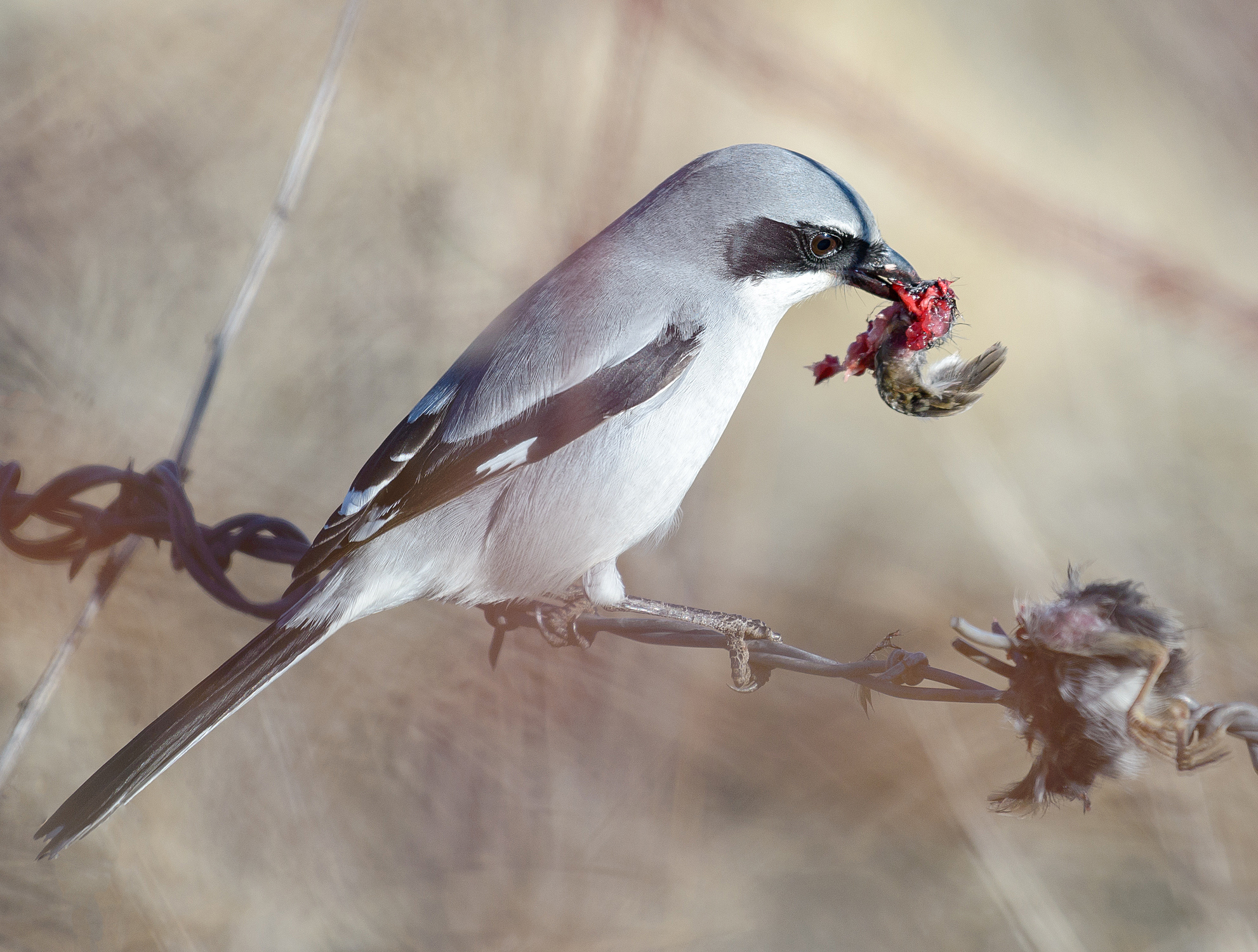 LoggerheadShrike1
