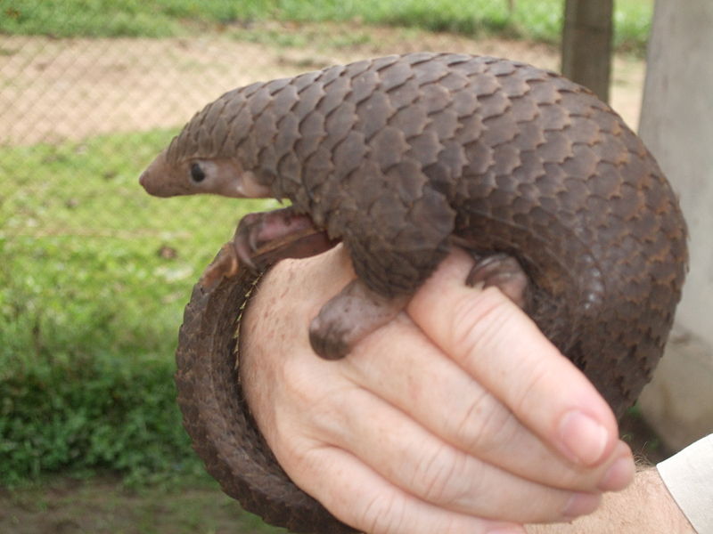 800px-Tree_Pangolin.JPG