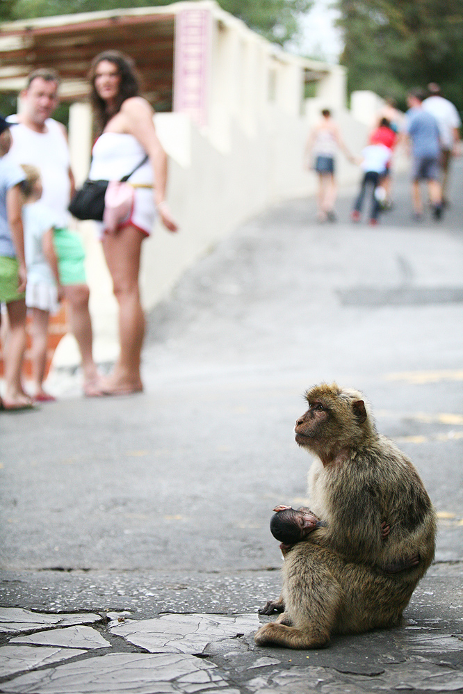 Barbary_macaque_and_tourists