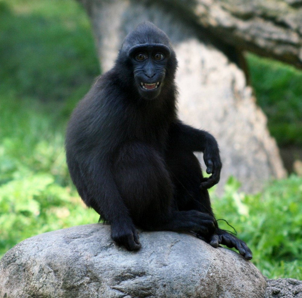macaca_monkey_young_macaca_nigra_sitting_looking_mammal_smile-914681.jpg!d.jpeg
