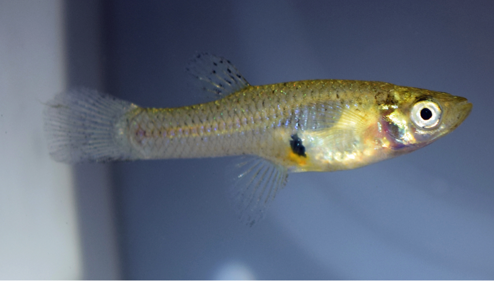 mosquitofish