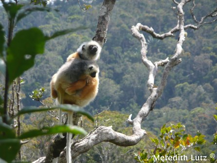 Diademed sifaka in Maromizaha Forest